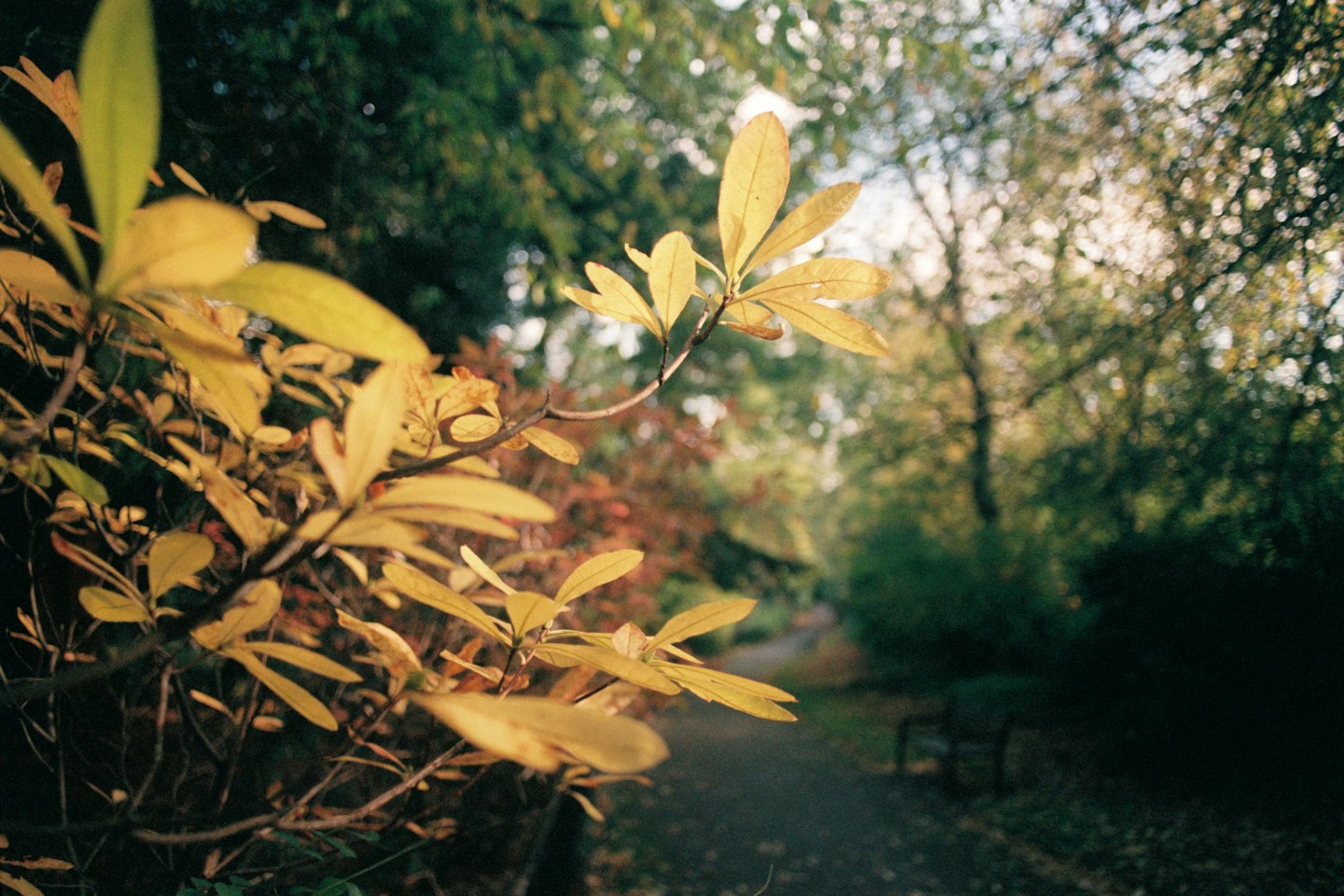 Goldgelbe Blätter an einem Busch im Park.